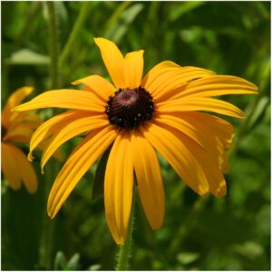 Seed Needs, Black-Eyed Susan Seeds - 120,000 Heirloom Seeds for Planting Rudbeckia hirta - Yellow Perennial Flowers to Attract Butterflies & Bees to The Garden (Large Bulk Pack)