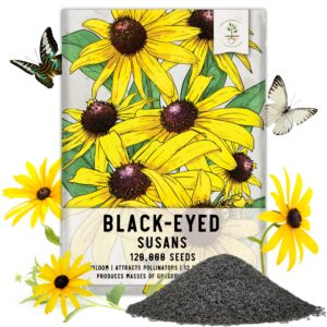 seed needs, black-eyed susan seeds - 120,000 heirloom seeds for planting rudbeckia hirta - yellow perennial flowers to attract butterflies & bees to the garden (large bulk pack)