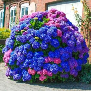 35pcs blue pink purple hydrangea seeds - stunning perennial flowers for colorful garden blooms - hardy plant seeds for gardening enthusiasts - easy-to-grow variety for landscape beautification