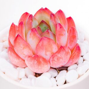 echeveria strawberry almond rare live succulent plants, mini pink 1 head 2" live plant, package without pot soil, garden indoor office desk wedding party baby shower decoration friend plant lover gift