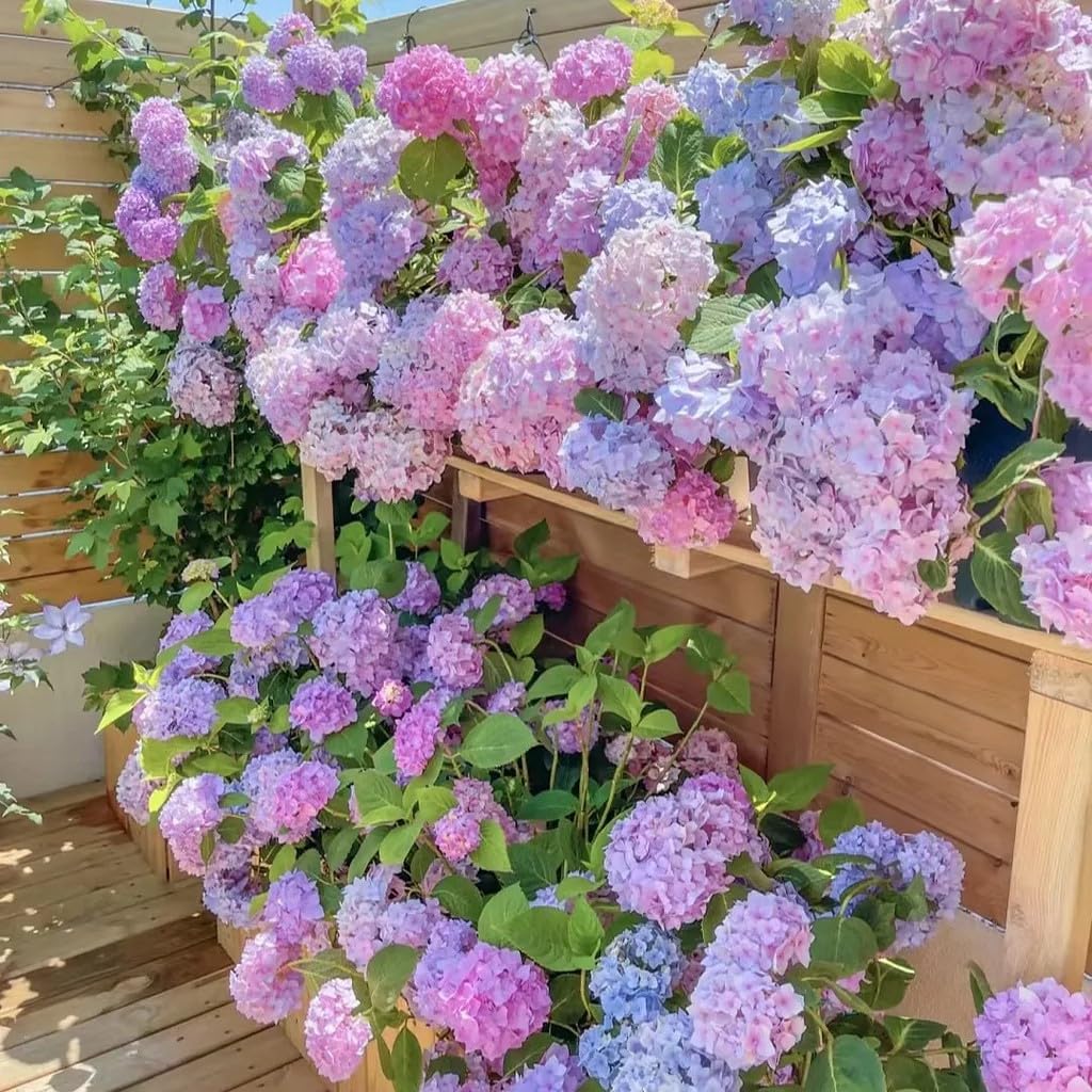 35pcs Blue Pink Purple Hydrangea Seeds - Stunning Perennial Flowers for Colorful Garden Blooms - Hardy Plant Seeds for Gardening Enthusiasts - Easy-to-Grow Variety for Landscape Beautification