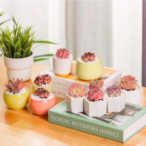 Echeveria Strawberry Almond Rare Live Succulent Plants, Mini Pink 1 Head 2" Live Plant, Package Without Pot Soil, Garden Indoor Office Desk Wedding Party Baby Shower Decoration Friend Plant Lover Gift