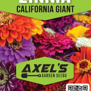 Zinnia Seeds for Planting – Non-GMO Heirloom Zinnia Flower Seeds – Full Instruction Packets to Plant in Your Home Outdoor Garden – Gardening Gift – 50 California Giant Zinnia Seeds (1 Packet)