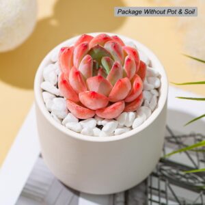 Echeveria Strawberry Almond Rare Live Succulent Plants, Mini Pink 1 Head 2" Live Plant, Package Without Pot Soil, Garden Indoor Office Desk Wedding Party Baby Shower Decoration Friend Plant Lover Gift