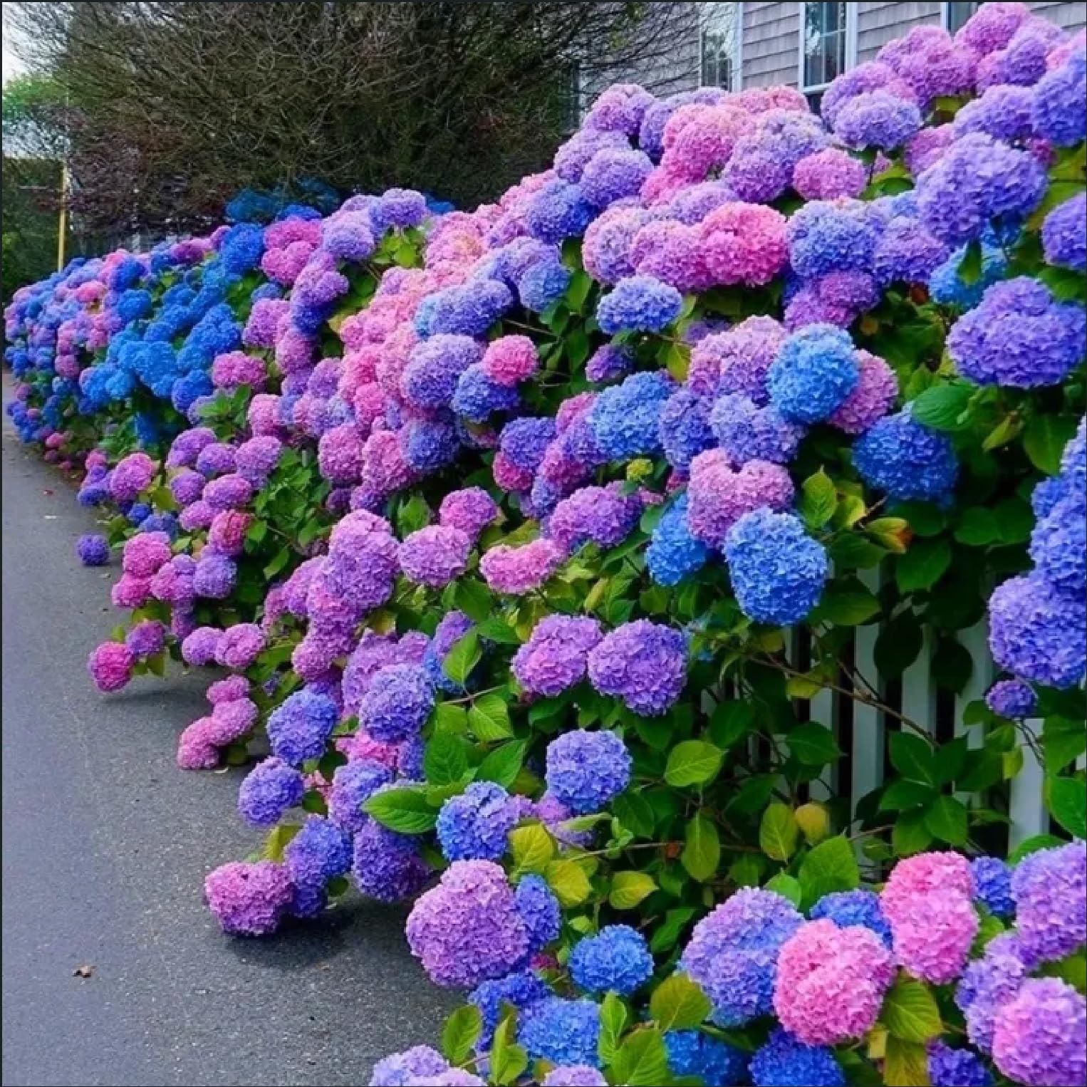 35pcs Blue Pink Purple Hydrangea Seeds - Stunning Perennial Flowers for Colorful Garden Blooms - Hardy Plant Seeds for Gardening Enthusiasts - Easy-to-Grow Variety for Landscape Beautification