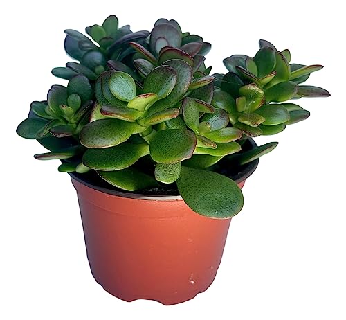 Jade Plant - Crassula - Easy to Grow - Hard to Kill - Cactus - 4" Pot- Living Succulant, Succulents Plant Live, Succulent Plants Fully Rooted, Houseplant for Home Office Decor