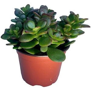 Jade Plant - Crassula - Easy to Grow - Hard to Kill - Cactus - 4" Pot- Living Succulant, Succulents Plant Live, Succulent Plants Fully Rooted, Houseplant for Home Office Decor