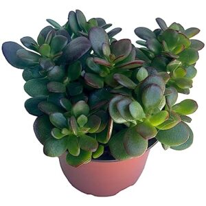 Jade Plant - Crassula - Easy to Grow - Hard to Kill - Cactus - 4" Pot- Living Succulant, Succulents Plant Live, Succulent Plants Fully Rooted, Houseplant for Home Office Decor