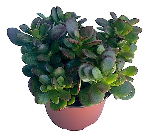 Jade Plant - Crassula - Easy to Grow - Hard to Kill - Cactus - 4" Pot- Living Succulant, Succulents Plant Live, Succulent Plants Fully Rooted, Houseplant for Home Office Decor