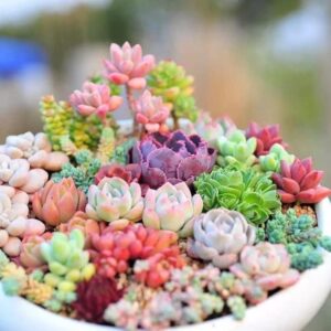 DouxiE 200pcs Rare Mixed Mini Succulents Seeds for Bonsai & Ornamental Plants - Grow Your Stunning Garden