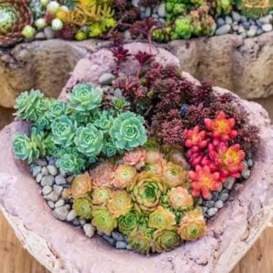 DouxiE 200pcs Rare Mixed Mini Succulents Seeds for Bonsai & Ornamental Plants - Grow Your Stunning Garden