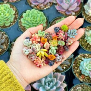 DouxiE 200pcs Rare Mixed Mini Succulents Seeds for Bonsai & Ornamental Plants - Grow Your Stunning Garden