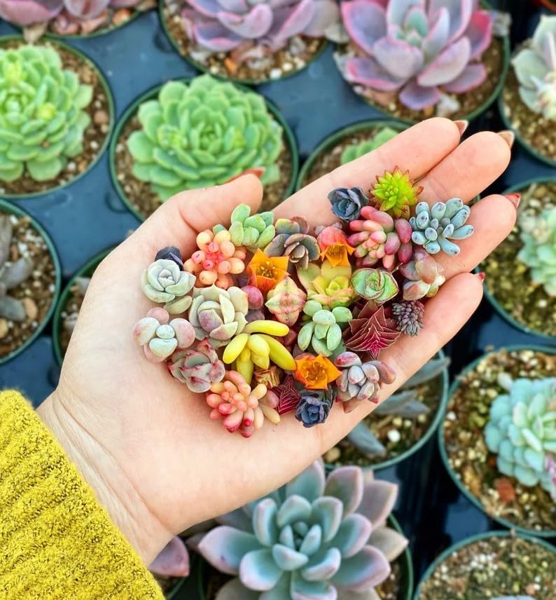 DouxiE 200pcs Rare Mixed Mini Succulents Seeds for Bonsai & Ornamental Plants - Grow Your Stunning Garden