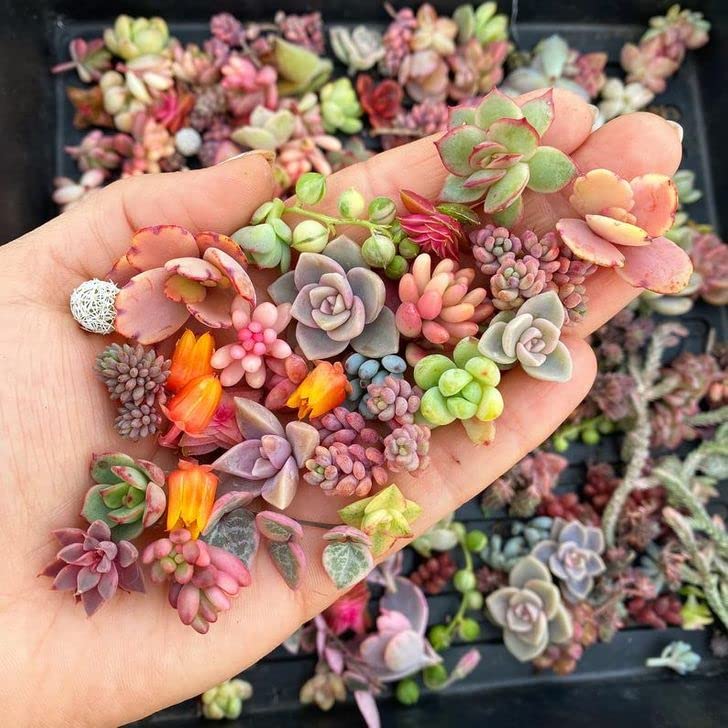 DouxiE 200pcs Rare Mixed Mini Succulents Seeds for Bonsai & Ornamental Plants - Grow Your Stunning Garden