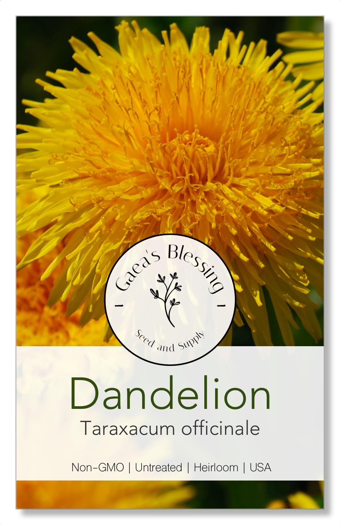 Gaea's Blessing Seeds - Dandelion Seeds - Common Dandelion - Non-GMO Herb Seeds with Easy to Follow Instructions, Heirloom, Open-Pollinated, Untreated