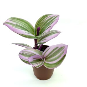 Pink Tradescantia Nanouk Small Houseplants, 2" Pot