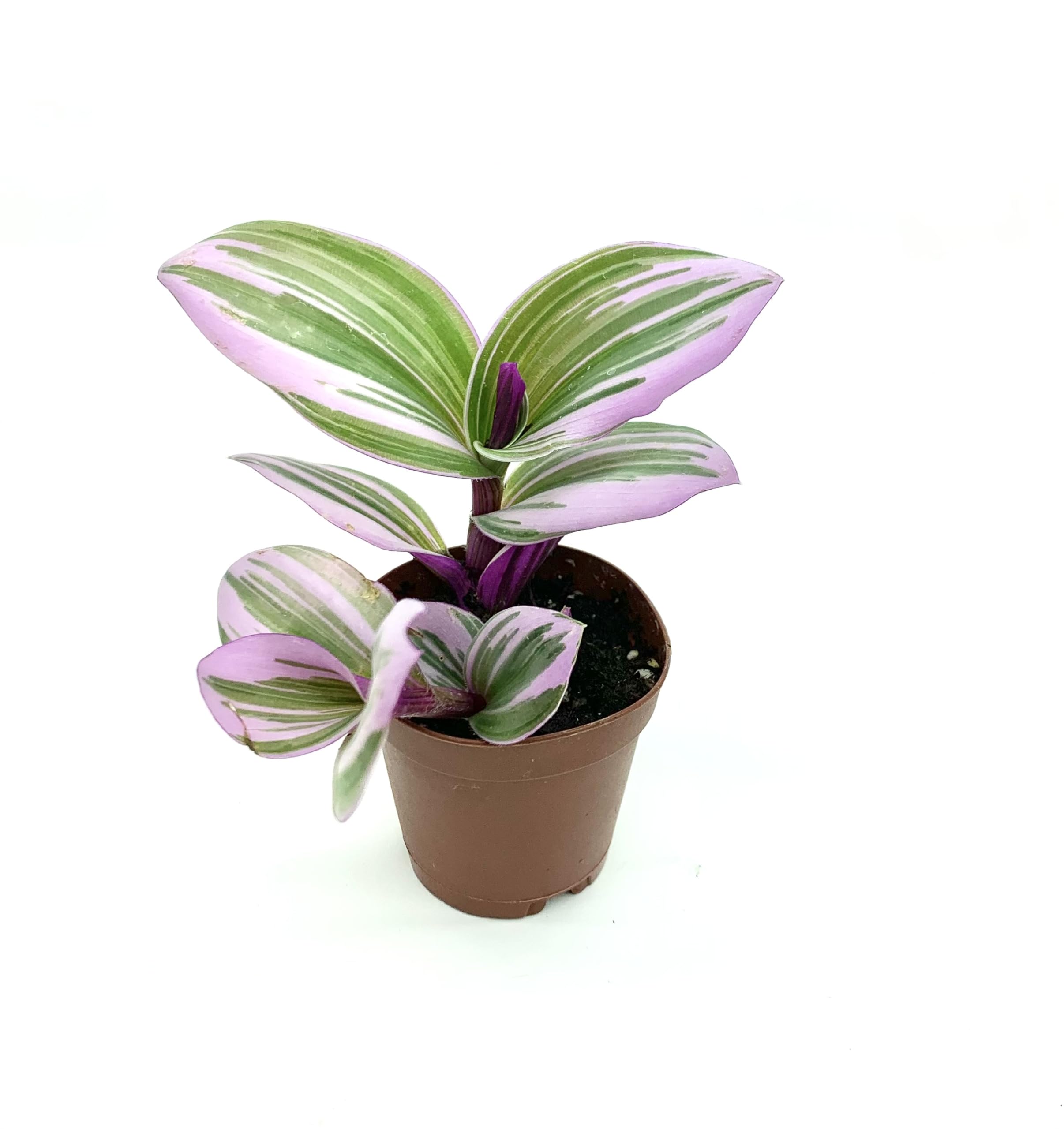 Pink Tradescantia Nanouk Small Houseplants, 2" Pot