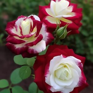 DouxiE 20pcs Rare Twin Red White Rose Flower Seeds for Planting - Captivating Garden Blooms Non GMO Heirloom Garden - Planting Instructions for Easy Grow - Great Gardening Gifts