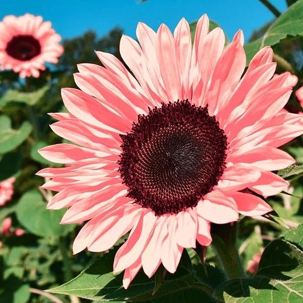 DouxiE 50pcs Non-GMO Pink Sunflower Seeds for Planting - High Germination Rate - Heirloom Flower Variety for Your Beautiful Garden Planting Instructions for Easy Grow - Great Gardening Gifts