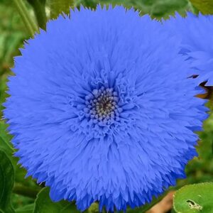 DouxiE 50pcs Blue Teddy Bear Sunflower Seeds - Stunning Annual Blooms for Your Garden Non GMO Heirloom Garden - Planting Instructions for Easy Grow - Great Gardening Gifts