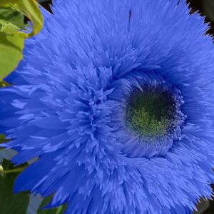 DouxiE 50pcs Blue Teddy Bear Sunflower Seeds - Stunning Annual Blooms for Your Garden Non GMO Heirloom Garden - Planting Instructions for Easy Grow - Great Gardening Gifts