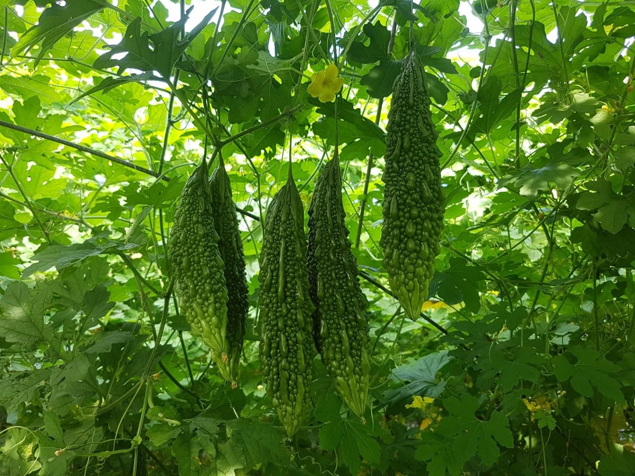 10 India Bitter Gourd Seeds, Bitter Melon Seeds, Kho Qua Rung Organic - Mai's Family