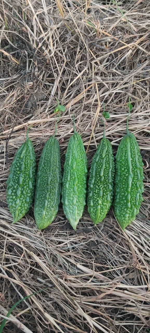 10 India Bitter Gourd Seeds, Bitter Melon Seeds, Kho Qua Rung Organic - Mai's Family