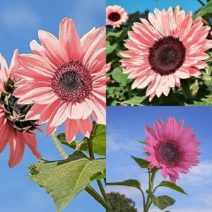 DouxiE 50pcs Non-GMO Pink Sunflower Seeds for Planting - High Germination Rate - Heirloom Flower Variety for Your Beautiful Garden Planting Instructions for Easy Grow - Great Gardening Gifts