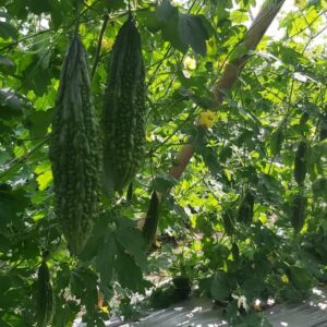 10 India Bitter Gourd Seeds, Bitter Melon Seeds, Kho Qua Rung Organic - Mai's Family