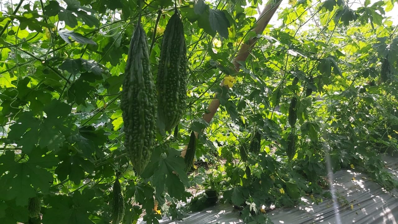 10 India Bitter Gourd Seeds, Bitter Melon Seeds, Kho Qua Rung Organic - Mai's Family