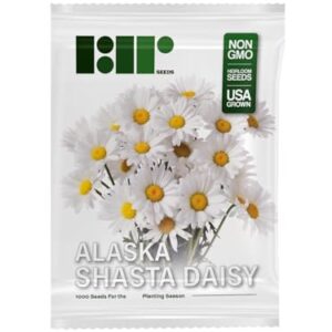 1000 Alaska Shasta Daisy Flower Seeds for Planting