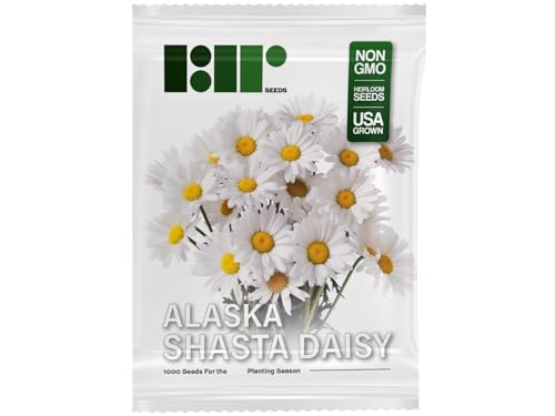 1000 Alaska Shasta Daisy Flower Seeds for Planting