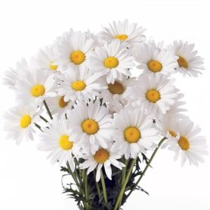 1000 Alaska Shasta Daisy Flower Seeds for Planting