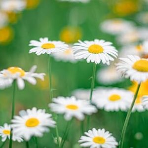 1000 Alaska Shasta Daisy Flower Seeds for Planting