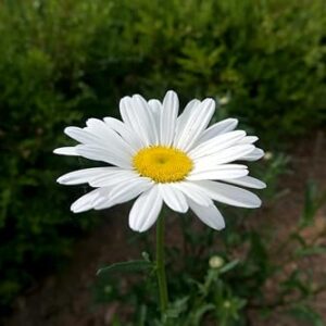 1000 Alaska Shasta Daisy Flower Seeds for Planting