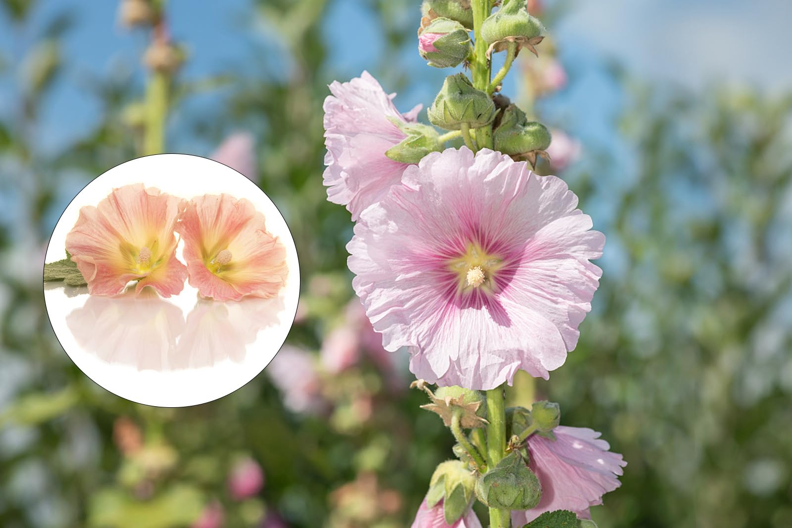 700+ Hollyhock Seeds for Planting (Alcea rosea) Perennial Flower Seeds Non GMO Heirloom Dark Red Red Pink Yellow and Orange Hollyhock Flower