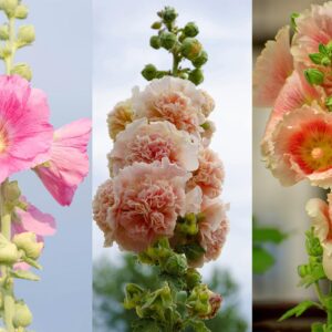 700+ Hollyhock Seeds for Planting (Alcea rosea) Perennial Flower Seeds Non GMO Heirloom Dark Red Red Pink Yellow and Orange Hollyhock Flower