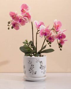 fayoula orchid pot, 6.5 inch large orchid pots with holes for healthy growth and easy repotting, premium ceramic orchid planter for indoor and outdoor use, perfect home for your orchids to thrive