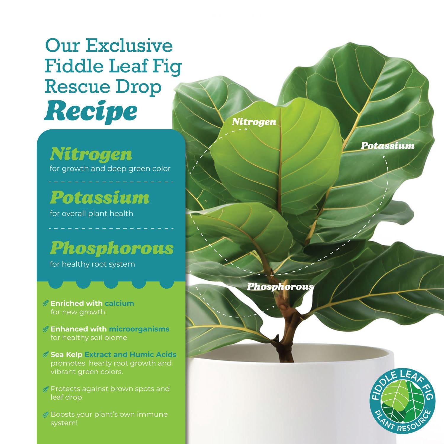 Fiddle Leaf Fig Rescue Drops by Fiddle Leaf Fig Plant Resource | 3-in-1 Liquid Fertilizer, Root Supplement & Immunity Booster (3.3 Fluid Ounces - 100ml)