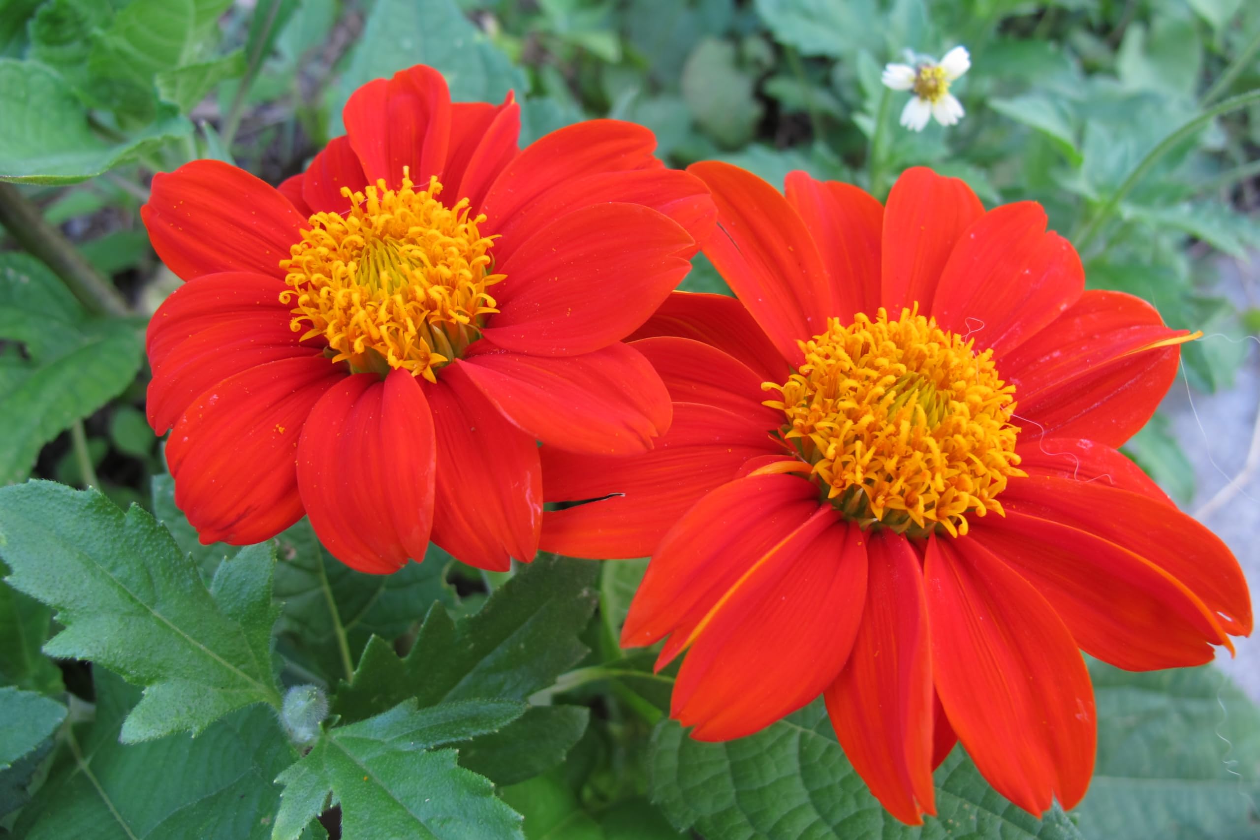 Mexican Sunflower Seeds for Planting – Plant & Grow Heirloom Mexican Sunflowers in Home Outdoor Garden – Planting Instructions for Vibrant Blooms – Great Gardening Gift, 1 Packet