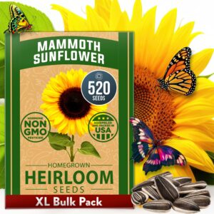 home grown sunflower seeds to plant | 520+ giant mammoth sunflower seeds for planting bulk packet | heirloom, high germination, easy to grow jumbo sun flower seeds for home garden