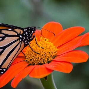 Mexican Sunflower Seeds for Planting – Plant & Grow Heirloom Mexican Sunflowers in Home Outdoor Garden – Planting Instructions for Vibrant Blooms – Great Gardening Gift, 1 Packet