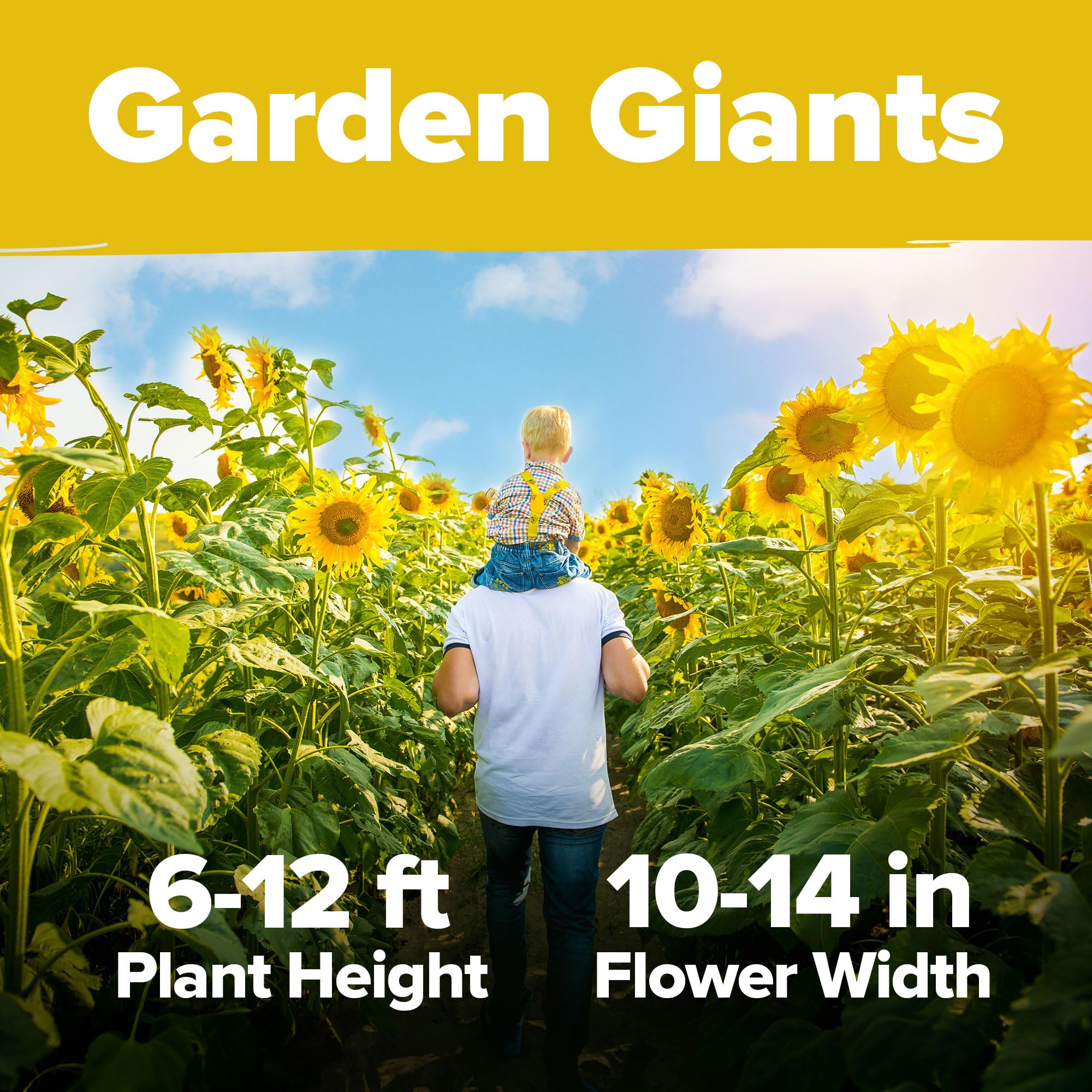 HOME GROWN Sunflower Seeds to Plant | 520+ Giant Mammoth Sunflower Seeds for Planting Bulk Packet | Heirloom, High Germination, Easy to Grow Jumbo Sun Flower Seeds for Home Garden