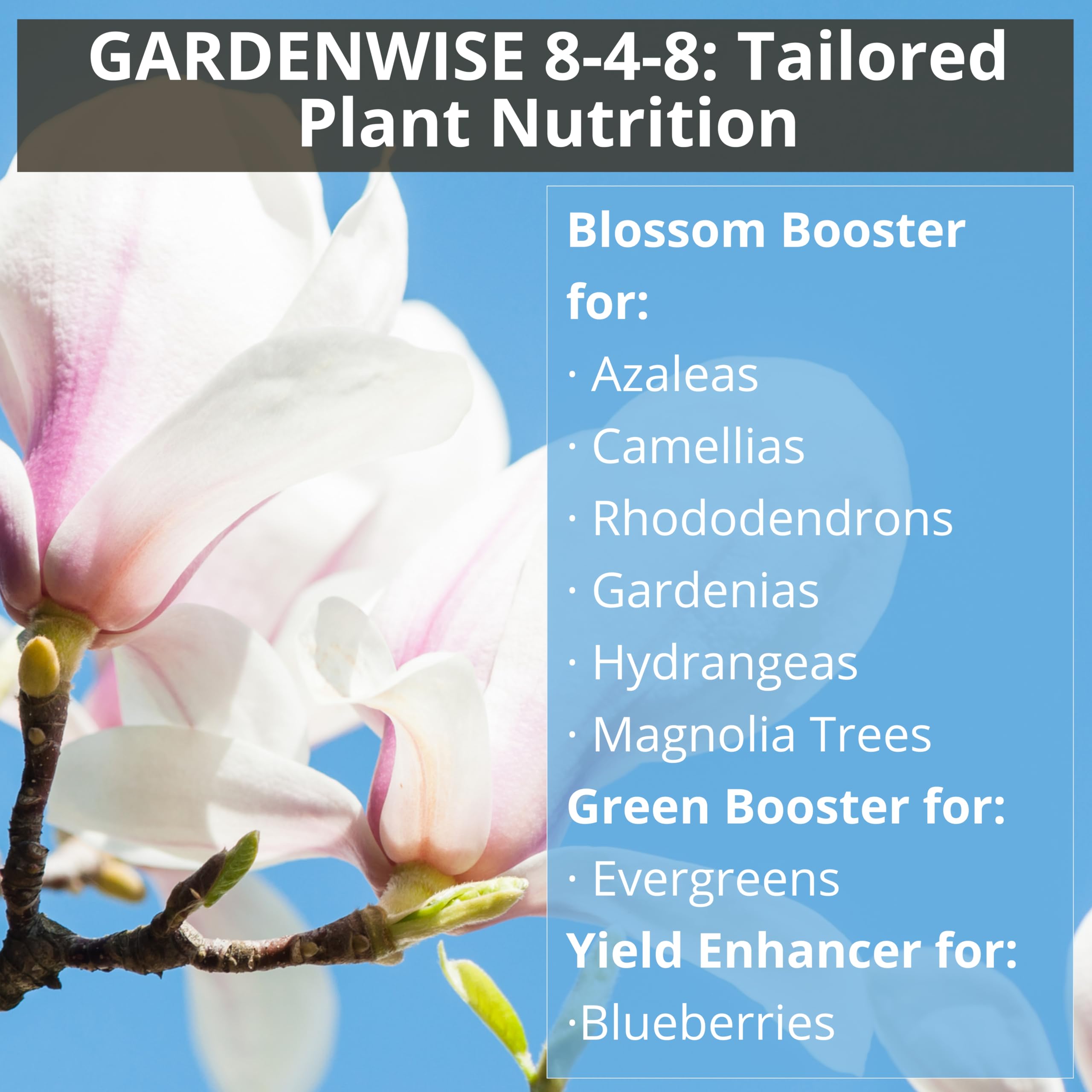 GARDENWISE 8-4-8 Acidic Fertilizer for Azaleas, Camellias (Camelia), Hydrangeas, Blueberries, Gardenias, Magnolia Trees, Evergreens, and Rhododendrons - Ideal Iron-Rich Plant Food (12 OZ)