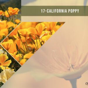 California Wildflower Mix - 5,000 Seeds - 17 Varieties - No Fillers, Open Pollinated and Non GMO, Perennial and Annual Garden Flowers, Attracts Bees and Butterflies