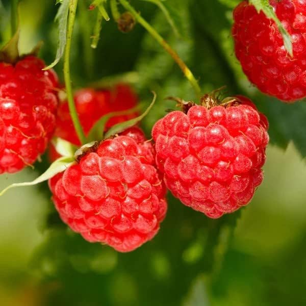 Mixed Fruit Seeds 1000+ Berry Seeds for Planting - Strawberry Raspberry Blueberry & Grape Seeds Fresh Fruit Seeds - Individually Packaged