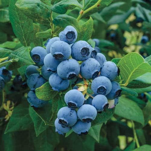 Mixed Fruit Seeds 1000+ Berry Seeds for Planting - Strawberry Raspberry Blueberry & Grape Seeds Fresh Fruit Seeds - Individually Packaged