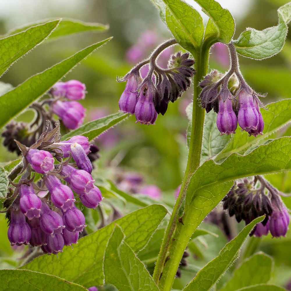 80 Symphytum Officinale Comfrey Seeds - Non-GMO Heirloom Fresh Garden Seeds