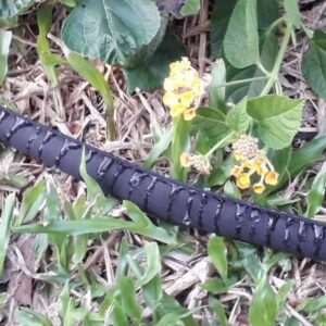 LINEX Garden Flat Soaker Hose 1/2" x 25 ft with Stake for Garden Beds Drip Sprinkler Hoses Heavy Duty Save Water 80%