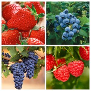 mixed fruit seeds 1000+ berry seeds for planting - strawberry raspberry blueberry & grape seeds fresh fruit seeds - individually packaged